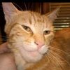 Cat Bombastic