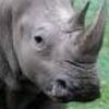 rhinomacjax