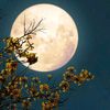 rawan.safwat1424