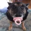 nsjo2