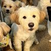 vkindpetlove