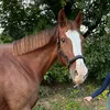 mylovehorsejustin