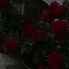 ssdkwpr