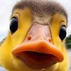 hdigddjgcdf
