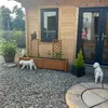 muffinthebichon8