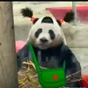 gu.xinh35