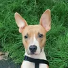arya.staff.the.pawfect