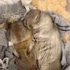 🐿️太ったいきちゃんとビビりなぺぎちゃん
