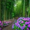 mmglsm.orman