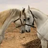 bouzra90