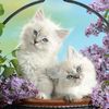 sanaa.shawkat