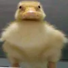 content_duck