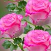 user6540301965935