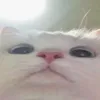 toinguthatma