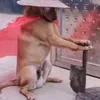 dogurai
