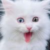 abdulshariq7675