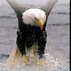 eagle.620