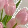 aseel_64811