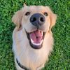 mauithegolden