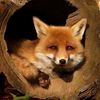 wealthy_fox