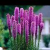 cardy_73