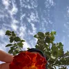 narjes_n08