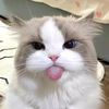 chimkn_soup