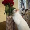 catsonlyforlife