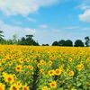 🍀🌻🌺🥀chi🌺chie🍀🌺🌻🌹🥀
