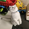 catmimi123