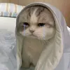 thaohuynh7928