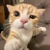 1234ticho_jebka1