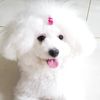 furbaby6biniu