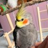 Cute Bibi Cockatiel