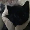 _moonlight_on_paws_2