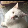 1.8tti
