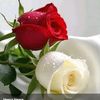 monalisa_455
