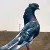 a1sahraue