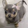 lilmm_y