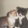aww_050