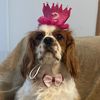 candy.the.cavalier