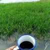 tea.lowgodog