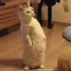 wag.com0