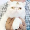 AAPETSHOP