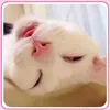 phm.ngc.thch1