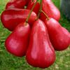usercahanteng531