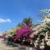 minh.nguyen0664