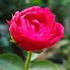 naeela.cahya