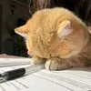 meowist_05