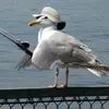 hooked_on_tiktok